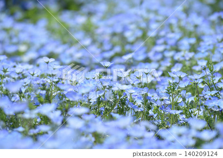 我曾經見過的Nemophila 我曾經見過的Nemophila 140209124