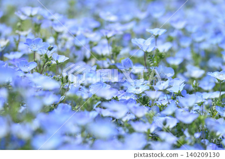 Nemophila I once saw Nemophila I once saw 140209130