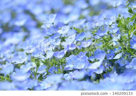 Nemophila I once saw Nemophila I once saw 140209133