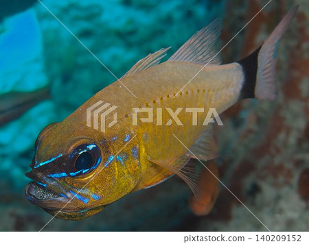天竺鯛(大概是指一種魚)正在它的嘴裡孵蛋。 天竺鯛(大概是指一種魚)正在它的嘴裡孵蛋。 140209152