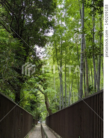 Bamboo forest promenade Bamboo forest promenade 140209188