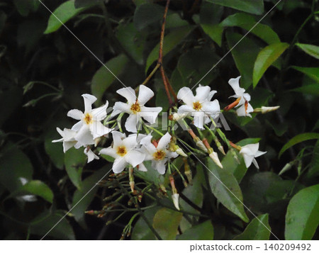 藥師山石牆上生長的絡石(Trachelospermum asiaticum)的白色花朵和花蕾 藥師山石牆上生長的絡石(Trachelospermum asiaticum)的白色花朵和花蕾 140209492