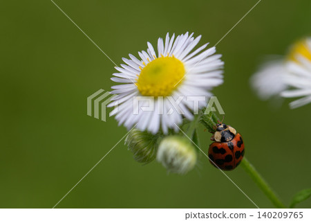 Macro photograph of a ladybug perched on a fleabane flower. Macro photograph of a ladybug perched on a fleabane flower. 140209765