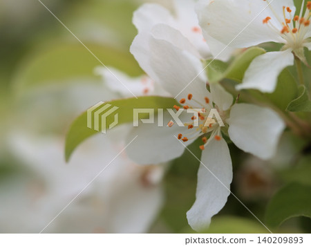 The pretty white flowers of the Japanese quince blossomed in April 140209893