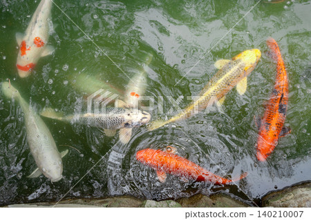 Colorful koi fish in the pond of Hiroshima Castle, Japan Colorful koi fish in the pond of Hiroshima Castle, Japan 140210007