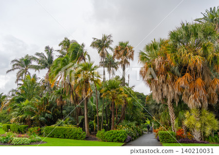 Lush palm trees at the Royal Botanic Garden in Sydney, Australia Lush palm trees at the Royal Botanic Garden in Sydney, Australia 140210031