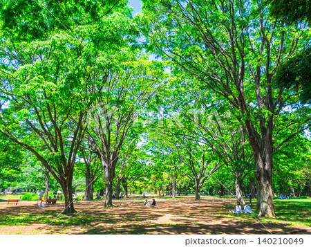 Fresh green Yoyogi Park Fresh green Yoyogi Park 140210049