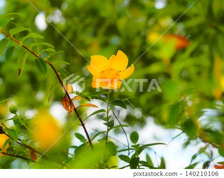 Flowers of Quincebai 140210106