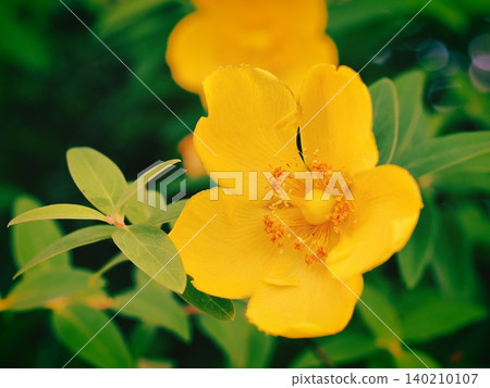Flowers of Quincebai 140210107