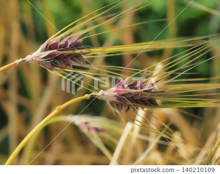 Purple barley Purple barley 140210109