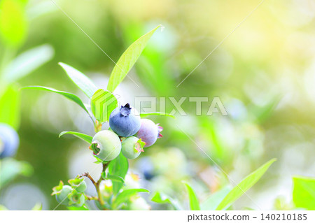 blueberry blueberry 140210185