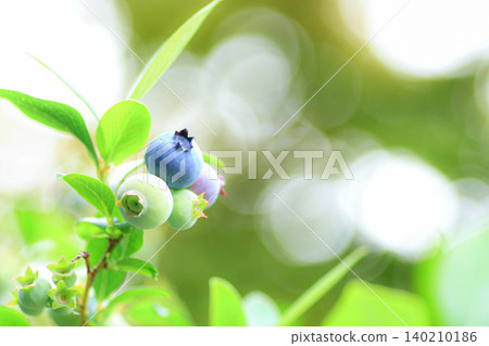 blueberry blueberry 140210186