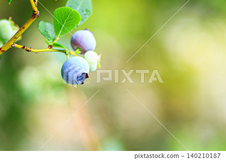 blueberry blueberry 140210187