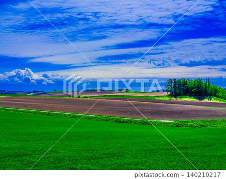 Extensive wheat field Extensive wheat field 140210217