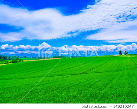 Extensive wheat field Extensive wheat field 140210247