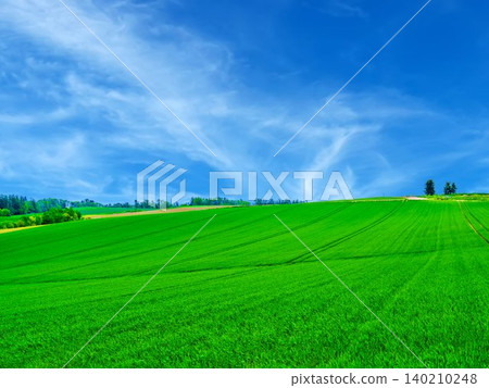 Extensive wheat field Extensive wheat field 140210248