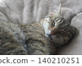 Sleeping Kijitora 140210251