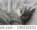 Sleeping Kijitora 140210252