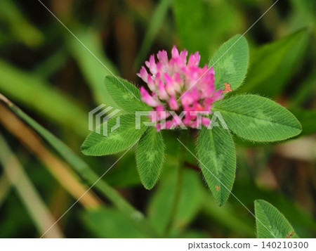 Red clover starting to bloom Red clover starting to bloom 140210300