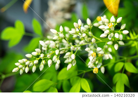 Southern flowers Southern flowers 140210320