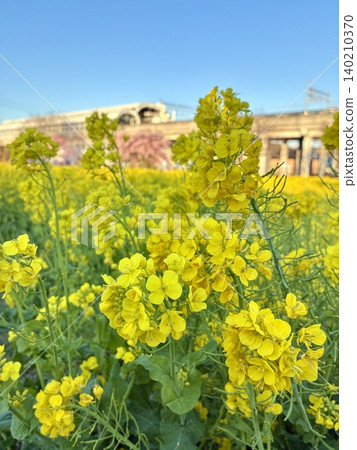 A field of rapeseed flowers and a spring blue sky (a spring scene with cherry blossoms in the background) A field of rapeseed flowers and a spring blue sky (a spring scene with cherry blossoms in the background) 140210370