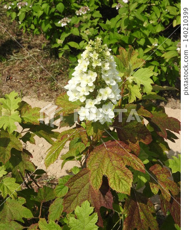 A flower of "Oakleaf Hydrangea" that stands up like a tower and is also called a pyramid hydrangea A flower of "Oakleaf Hydrangea" that stands up like a tower and is also called a pyramid hydrangea 140210399