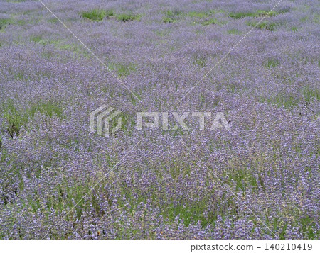 A vast field of lavender in full bloom A vast field of lavender in full bloom 140210419