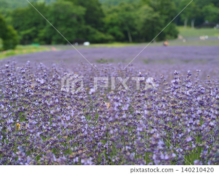 A field of lavender in full bloom, with a green forest as its backdrop. A field of lavender in full bloom, with a green forest as its backdrop. 140210420