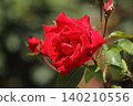Arao City Ominous Citizen Flower Bed Rose Flower, 140210556