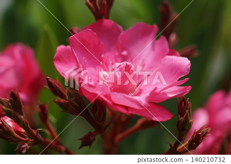 Red oleander flowers, June, Inagi 608, Oleander, Apocynaceae family, Hirao Red oleander flowers, June, Inagi 608, Oleander, Apocynaceae family, Hirao 140210732