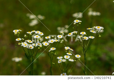 燈盞花、六月、Inagi 617、燈盞花、菊科、平尾的白花 燈盞花、六月、Inagi 617、燈盞花、菊科、平尾的白花 140210741