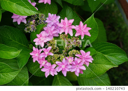 Cute pink hydrangeas, June, Inagi 619, Lacecap hydrangea, Hydrangeaceae family, Hirao 140210743