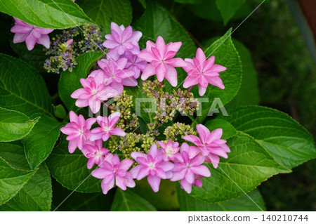 Cute pink hydrangeas, June, Inagi 620, Lacecap hydrangea, Hydrangeaceae family, Hirao Cute pink hydrangeas, June, Inagi 620, Lacecap hydrangea, Hydrangeaceae family, Hirao 140210744