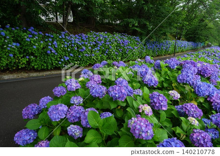六月，雨季間歇，繡球花盛開，地點：稻木654號，繡球花，繡球科，平尾住宅區 140210778