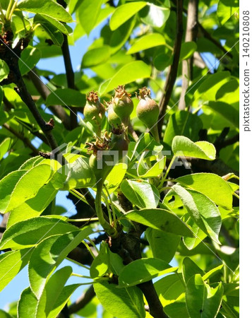 Immature European Pear Fruits on Forest Beauty Cultivar Immature European Pear Fruits on Forest Beauty Cultivar 140210808
