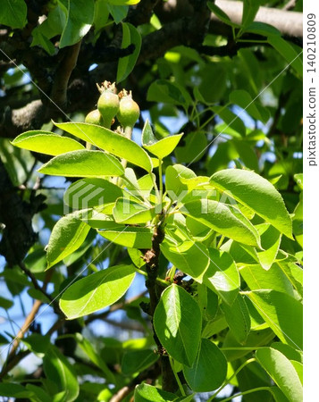 Early Fruit Development of Forest Beauty Pear Tree Early Fruit Development of Forest Beauty Pear Tree 140210809