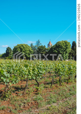 Ile Saint-Honorat, vineyard view with Lerins Abbey Ile Saint-Honorat, vineyard view with Lerins Abbey 140210926