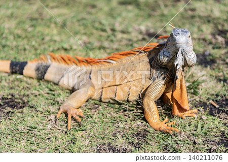 Wildlife zoo in jungle. Iguana lizard on grass. American iguana herbivorous lizard. Exotic iguana reptile. Exotic reptile animal. Wildlife fauna. Reptile animal in nature. Sunbathing iguana Wildlife zoo in jungle. Iguana lizard on grass. American iguana herbivorous lizard. Exotic iguana reptile. Exotic reptile animal. Wildlife fauna. Reptile animal in nature. Sunbathing iguana 140211076