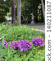 繡球花開花在寺廟的區域 140211087