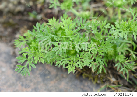 Thorny American bellflower Thorny American bellflower 140211175