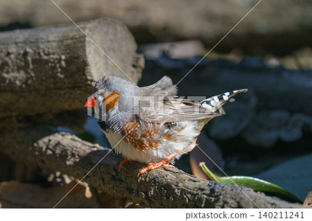 A zebra finch perched on a branch: A close-up of a cute little bird. A zebra finch perched on a branch: A close-up of a cute little bird. 140211241