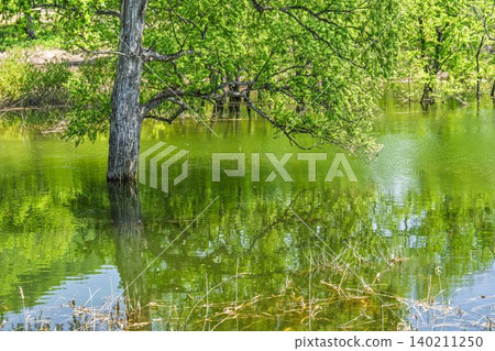 Shirakawa Lake and submerged forest in fresh greenery, Iide Town, Yamagata Prefecture 140211250