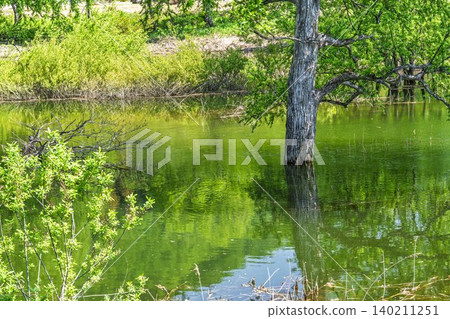 Shirakawa Lake and submerged forest in fresh greenery, Iide Town, Yamagata Prefecture Shirakawa Lake and submerged forest in fresh greenery, Iide Town, Yamagata Prefecture 140211251