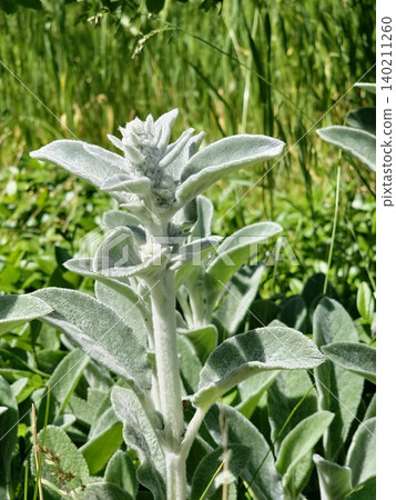 Velvety Leaves of Stachys byzantina Ornamental Perennial Velvety Leaves of Stachys byzantina Ornamental Perennial 140211260