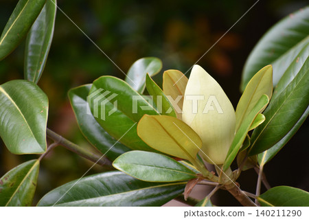 Taisanboku的芽 Taisanboku的芽 140211290