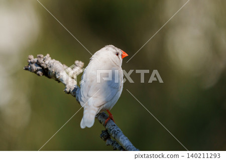A white zebra finch perched on a branch. A cute little white bird. A white zebra finch perched on a branch. A cute little white bird. 140211293