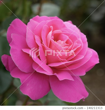 Beautiful deep pink roses Beautiful deep pink roses 140211313