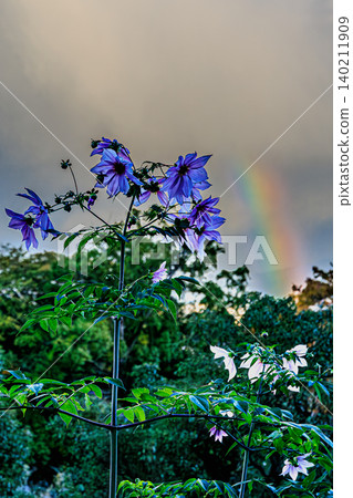 A flowerscape of emperor dahlias enveloped in the colors of a rainbow. A flowerscape of emperor dahlias enveloped in the colors of a rainbow. 140211909