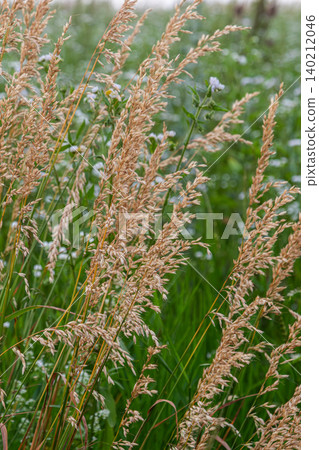 Wood small-reed sways in gentle breeze showcasing its golden hues amidst lush greenery during a serene afternoon in nature Wood small-reed sways in gentle breeze showcasing its golden hues amidst lush greenery during a serene afternoon in nature 140212046