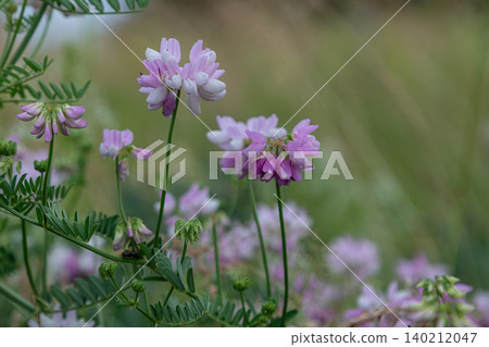 Crownvetch Securigera varia blooms in a lush green landscape during springtime showcasing vibrant pink and white flowers Crownvetch Securigera varia blooms in a lush green landscape during springtime showcasing vibrant pink and white flowers 140212047